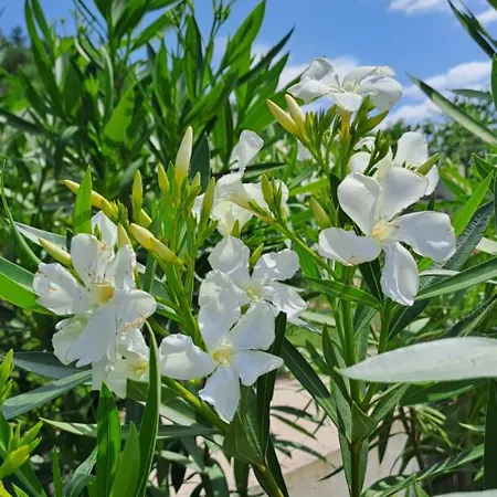 Kuca U Prirodi Li Vrgorac