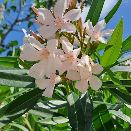 Kuca U Prirodi Li 펜션 Vrgorac