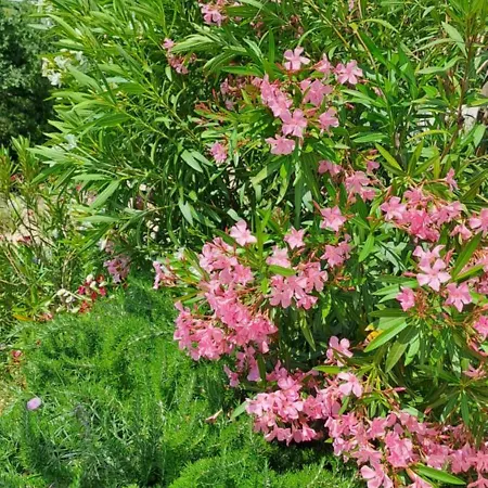 Kuca U Prirodi Li * Vrgorac